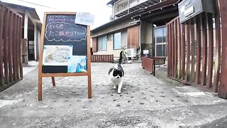 "Welcome Nyan" The cat that greets customers at the gate is so cute