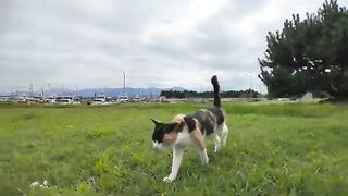 A calico cat came to be mopped at a park on Cat Island.