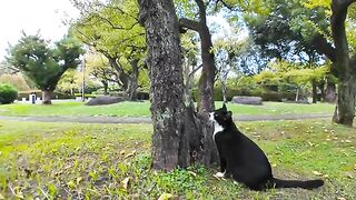 Hachiware cat in the park climbs a tree