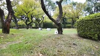 Cute white cat in the park