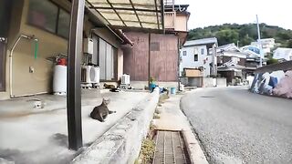 I met a pair of friendly cats in a fishing port town.