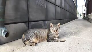 I came across a cat in the back alley of a fishing port town.