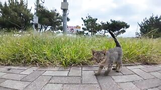 The kitten I saw at the fishing port is interested in cameras but is still a little scared