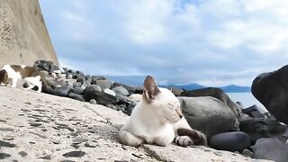 When I went down to the bottom of the breakwater, I found a kitten sleeping.