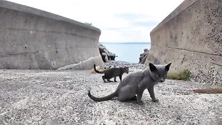 Cute kittens wandering around the beach