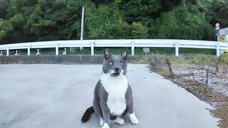 When I petted a gray cat at the fishing port, my friend's Hachiware cat also came to be petted.