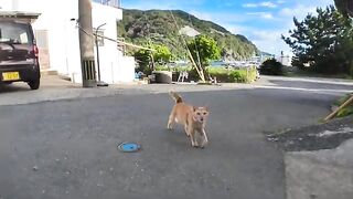 When you go to the shrine on Nekojima, it’s fun to see cats following you.