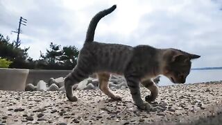 猫島の海辺の猫たち防波堤に集まってきた