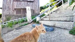 When I went to a shrine near the port of Cat Island, in addition to the usual cats, I also saw a brown tabby cat with an oblong face.