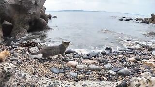 Kittens wandering on the beach