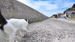 When I followed a cat walking along the road by the sea, many other cats followed behind me and I was surrounded by cats.