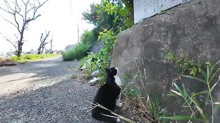 A brown tabby cat sleeping on a stone monument is curious