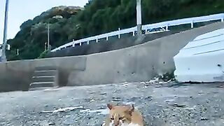 A fishing port cat that always greets you when you meet it.