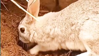 Rabit mother love for her childrens looking care full