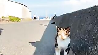 The calico cat on the breakwater is too cute