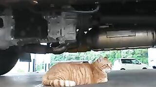 A brown tabby cat who was sleeping under a truck woke up and came to be mofued.