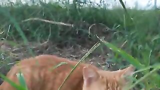 A brown tabby cat that was sleeping in the grass came out to be mofued.