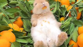 Cute rabbit