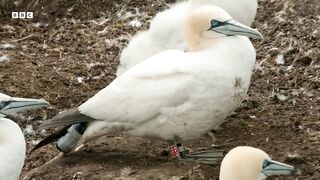 Seabirds Learn from Marine Species to Hunt | Animals With Cameras