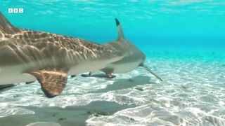 Sharks and Fish Form Unlikely Hunting Duo | A Perfect Planet