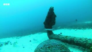 Turtle Camera Follows Feeding Habits | Animals With Cameras