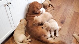 Mother Dog & Cute Kids