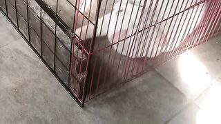 cat's attempt to escape from an iron cage