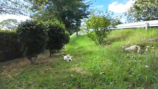 I was petting a cat resting in the shade behind the shrubbery in the park.