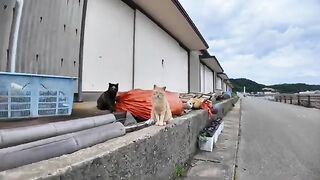 A brown tabby cat slithers on a net pole at a fishing port.