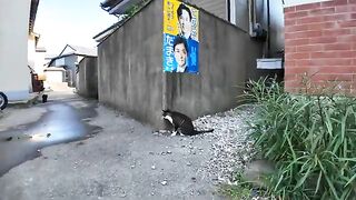 Cat is curious about the hole under the house