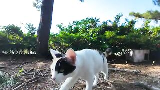 A mother and her calico cat at a seaside park wander through the pine forest