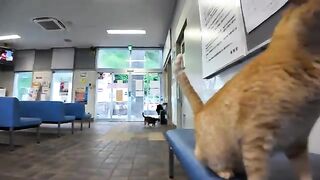 When I go to the ticket office on a rainy day, no one is there, so a lonely cat runs up to me.