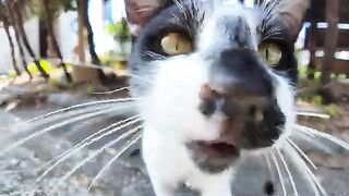 Cats gathered behind the ferry terminal on Cat Island