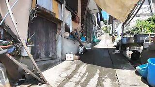 Calico cat resting in the shade of an alley