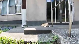 The brown tabby cat ran away but came back after seeing his friend's cat being petted.