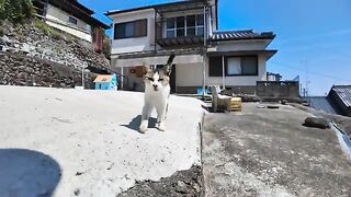 Cats I met in the back alleys of Cat Island, when they saw my face, they came closer to me.