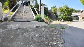 I visited a shrine on Nekojima with a cat I met under the stairs.