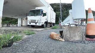 Petting a cat sleeping at the fishing port in the evening