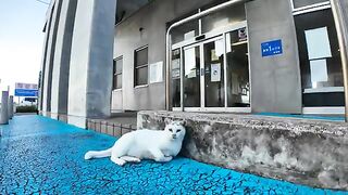 Petting a white cat who came early to the cat gathering at the ferry terminal in the evening.