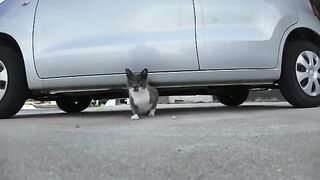 cat coming out from under the car