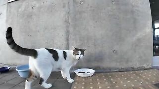 Cat dinner and evening cat gathering at the ferry terminal after the last flight