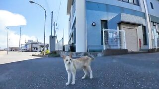 A family of cats living in a port town