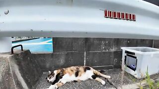 A calico cat who was sleeping in front of the ferry terminal woke up and came to be mofued.