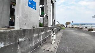 Talking cat in the port