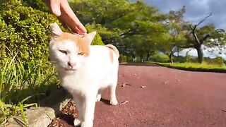 Cats being petted in the pavilion by the pond