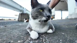 The gray cat at the fishing port is cute