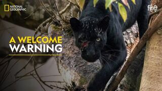 A Welcome Warning | The Real Black Panther | हिन्दी | Full Episode | S1 - E1 | Nat Geo Wild