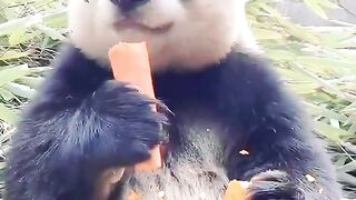 Playful Panda Moments: Cuteness Overload in This Viral Clip ???????? | Adorable Antics You’ll Love!