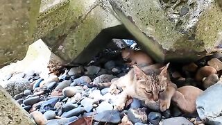 Stray cat family in tetra pot