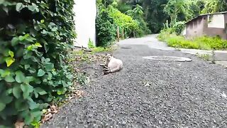 The elderly cat sleeping on the slope leading to school on the island is so cute